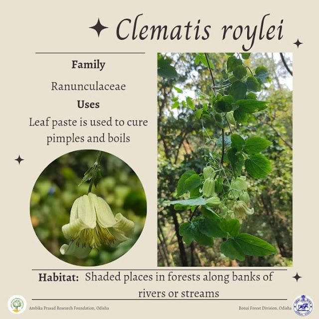 Clematis roylei