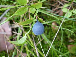 Owoce borówki czernicy Vaccinium myrtillus fruits