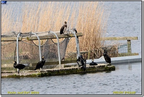 Farmoor Reservoir - April