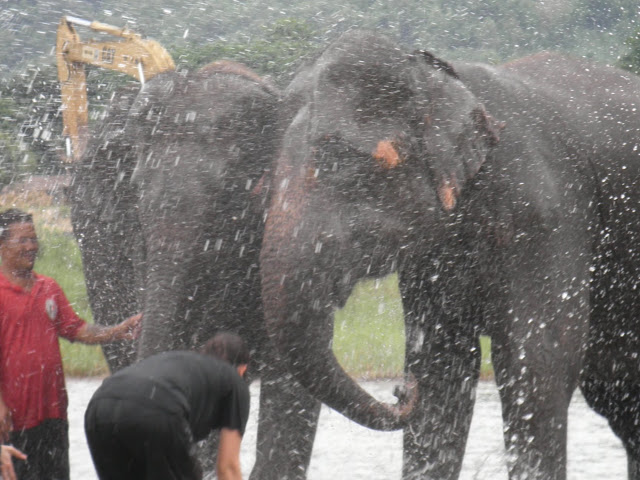 CHIANG MAI: WOODY ELEPHANT CAMP - TAILANDIA Y ANGKOR: BIENVENIDOS A ASIA (4)