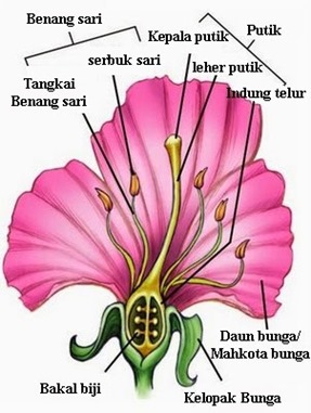 Fungsi tangkai putik