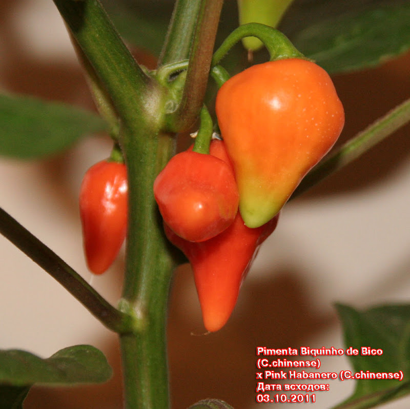 Pimenta_Biquinho_de_Bico%252520X%252520Pink_Habanero_114days_pods7.jpg