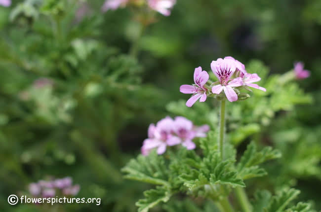 rose-geranium_18