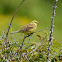 Yellowhammer