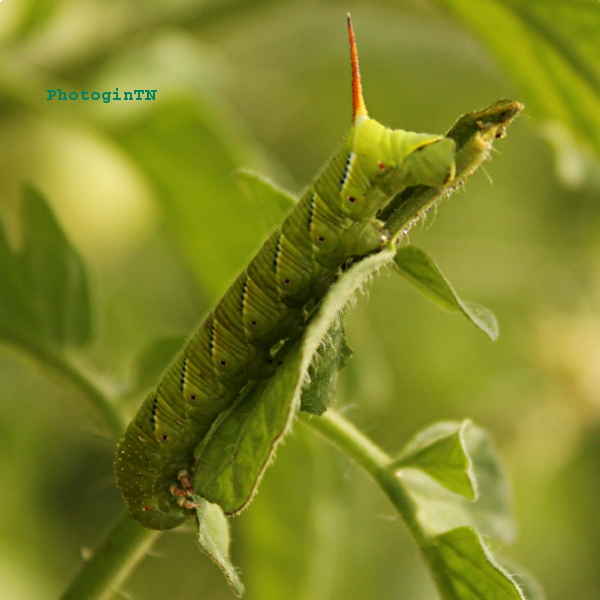 tobacco hornworm