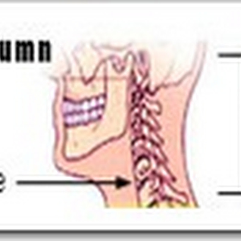 Acidentes ósseos vertebras