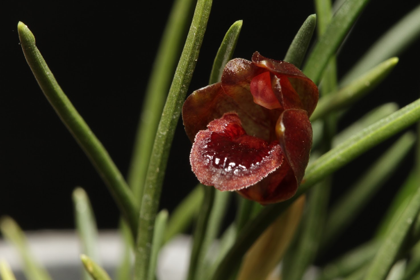 Christensonella paranaensis (ex Maxillaria spegazziniana) IMG_6209