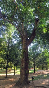 Jack Fruit Tree