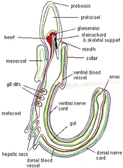 BALANOGLOSSUS-CIRCULATORY SYSTEM