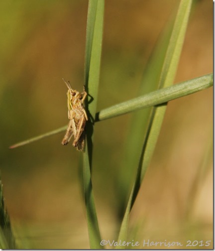 9-grasshopper