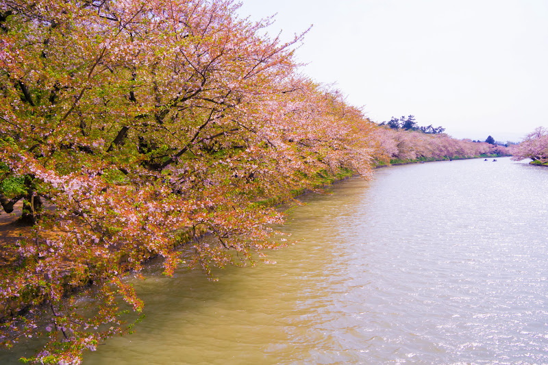 Hirosaki Park cherry blossoms photo10