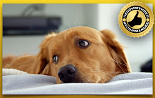 Golden Retrievers New Tab Themes small promo image