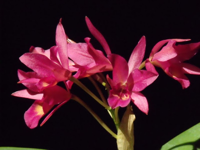 Guarianthe Guatemalensis Catt_guatemelensis%2520%25283%2529