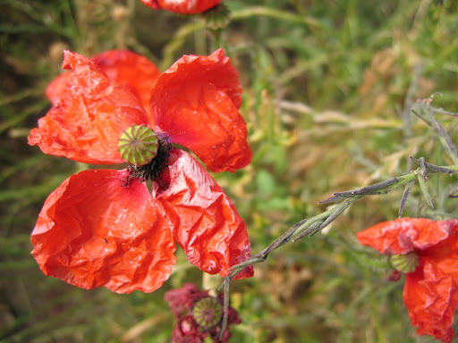 rumpled poppy 