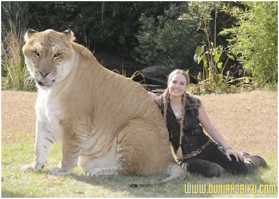 Liger