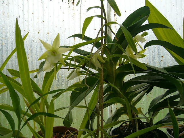 Angraecum Veitchii (sesquipedale x eburneum) P1080793