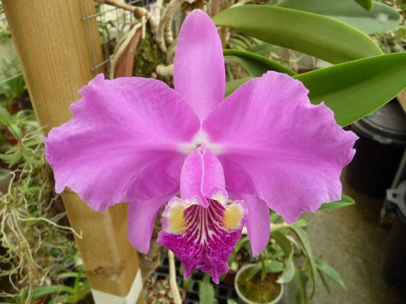 Cattleya lueddemanniana fma. rubra P1150157