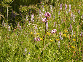 Lis martagon, Lilium martagon, famille: Liliacées. lis martagon Lilium martagon Liliacees.JPG