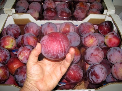 Photos of Ben Dor Fruits and Nurseries משתלות בן דור