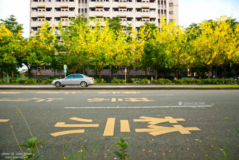 黃金雨 阿勃勒 興大路 中興大學 2016