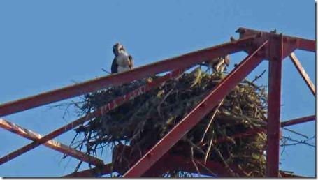 Osprey, Gold Beach Oregon