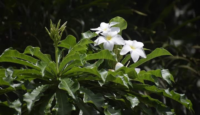 Plumeria pudica Location Ratnagiri, Maharashtra India