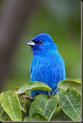 Bright Blue Bird!