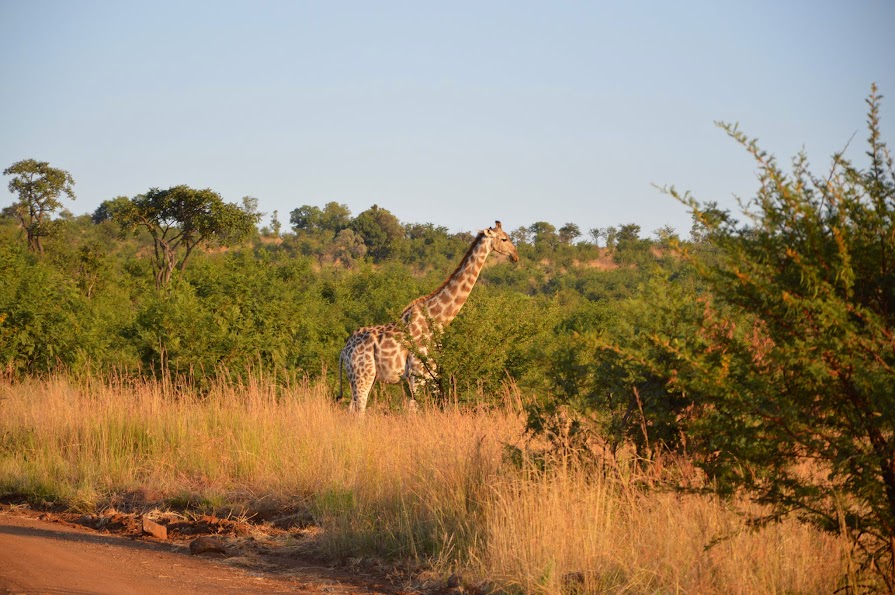 16 DIAS EN SUDAFRICA POR LOSFRATI - Blogs de Sudáfrica - DIA 2 y 3 PILANESBERG NATIONAL PARK (8)