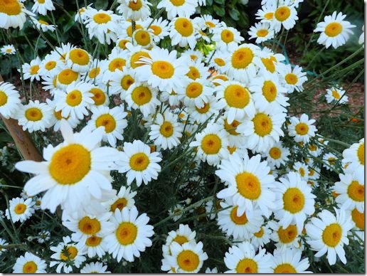 DyersChamomile