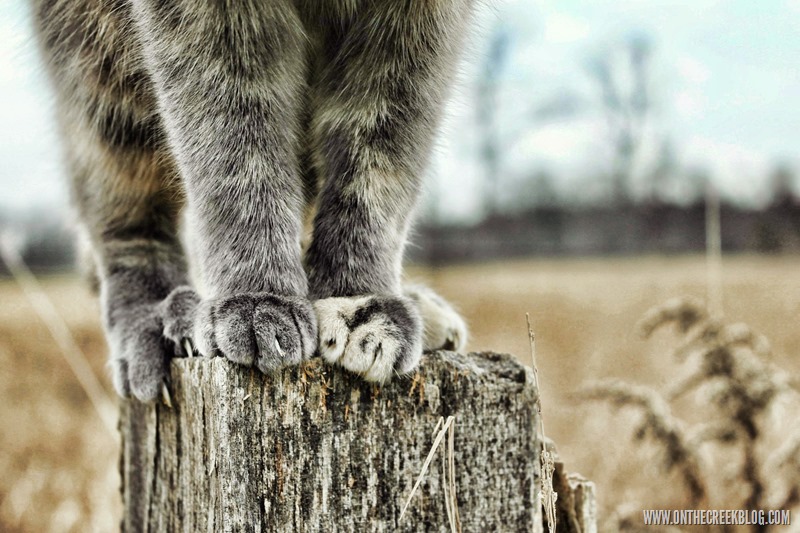 Cat feet