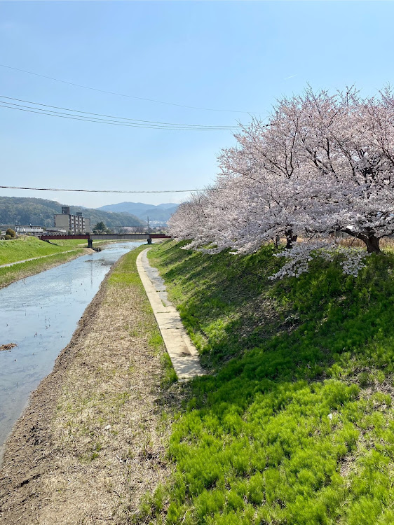 インプレッサ スポーツの桜とコラボ・桜と愛車・桜・用事の帰り・娘のイタズラに関するカスタム事例の投稿画像2枚目