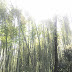 Day 3: Arashiyama Bamboo Grove - Kyoto, Japan