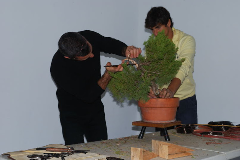 XI Exposición Invernal de bonsai de la A.S.B. Chokkan 159%252520XI%252520Exp.Inv.%252520ASBC%25252020111204%252520232