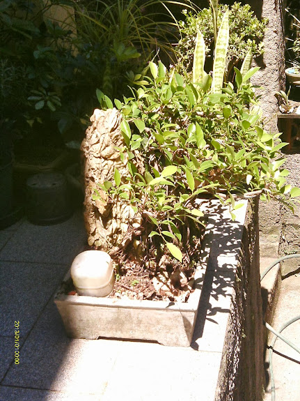 Ficus Microcarpa Começando... IMAG0216