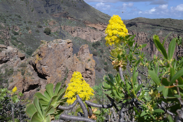 GRAN CANARIA MAR Y MONTE - Blogs of Spain - VALLE DE AGAETE, CALDERA DE BANDAMA, TEROR (8)