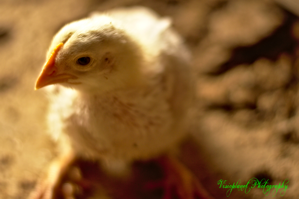 Chick by Sudipto Sarkar on Visioplanet