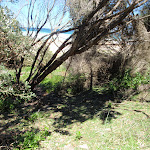 View of ocean at the from the bush on Grass Tree track (249694)