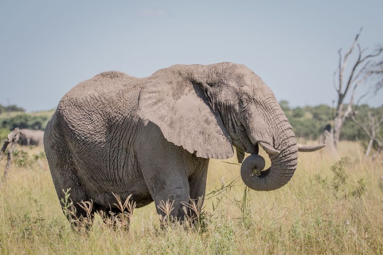 'n Olifant in die Chobe Nasionale Park in Botswana