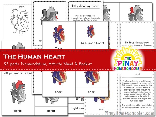 The Human Heart