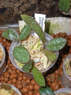 Phalaenopsis schilleriana, orchid species, seedlings repotted in sphagnum moss