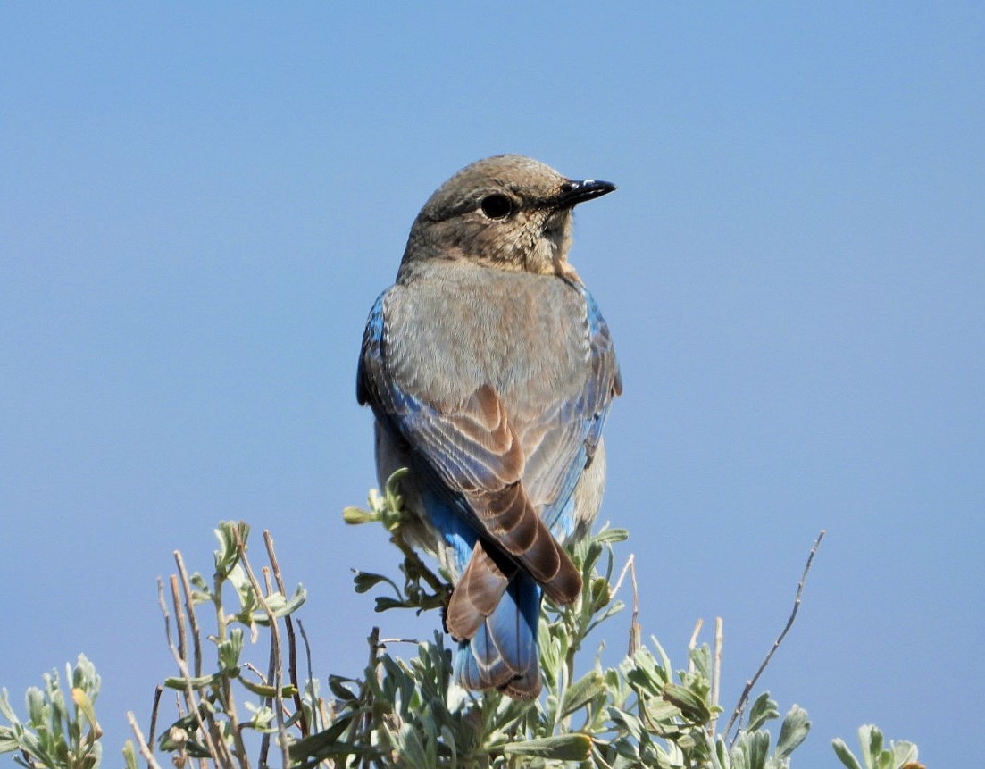 Mountain bluebird (female)