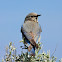 Mountain bluebird (female)