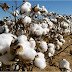 Hybrid cotton can revive economy, create 10m jobs