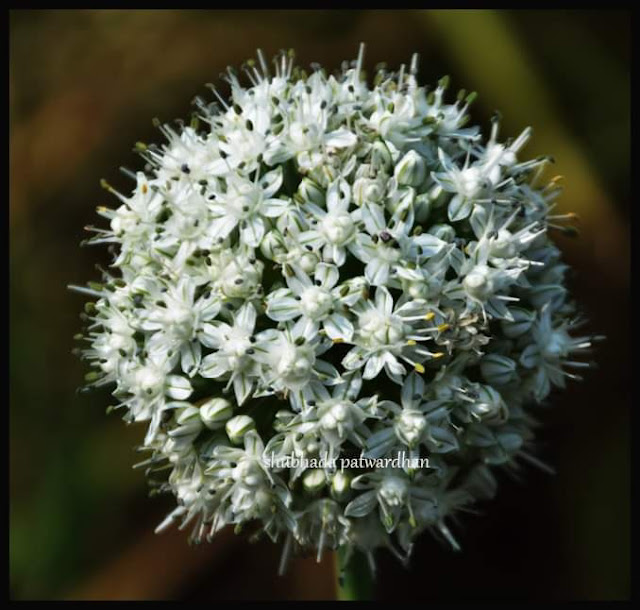 Allium cepa,कांदा, Pune Maharashtra India