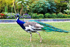 Flora e Fauna a Villa Pallavicino