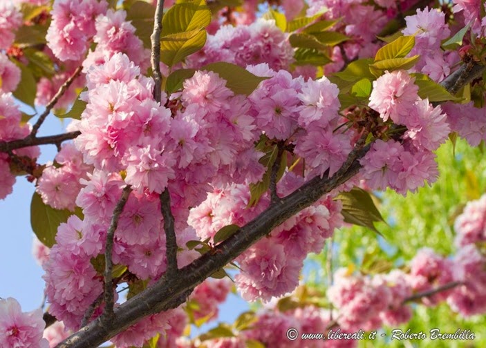 2015-04-15_Ciliegio giapponese-Prunus serrulata_Varenna-014 (FILEminimizer)