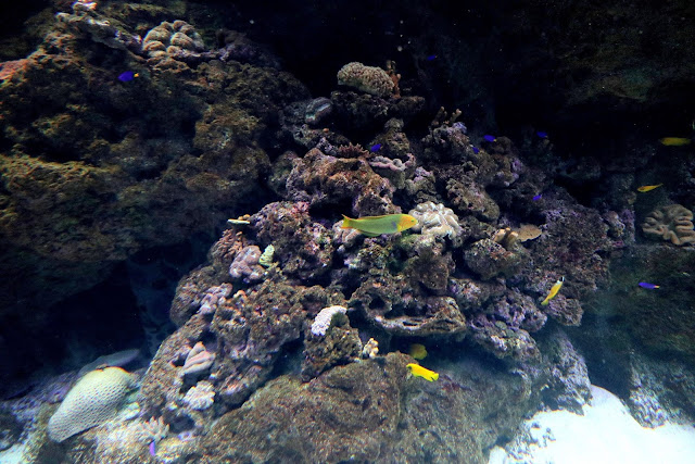 桃園 青埔 親子景點  Xpark 水族館 企鵝 水母 水豚君