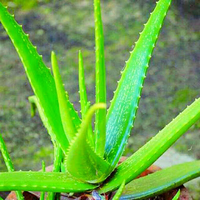 obat alami panu  3 tumbuhan lidah buaya