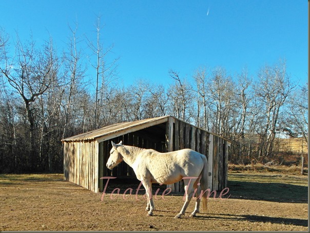 barn 5