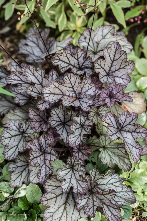 Heuchera Spellbound Heuchera-spellbound-130717-89rm